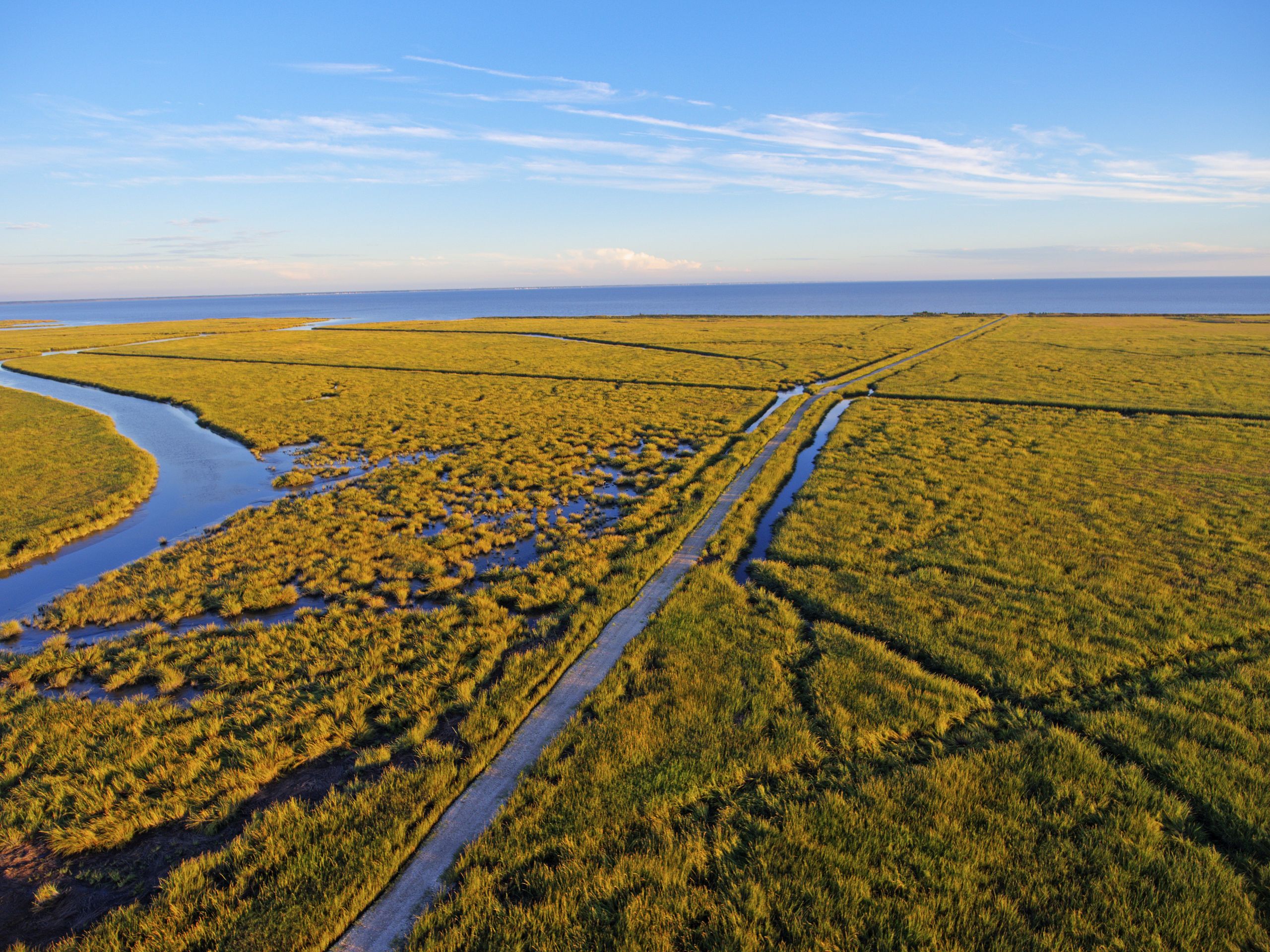 Salt marshes of Delaware Bay in New Jersey